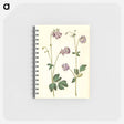 アートメモ帳-Aquilegia vulgaris
 - マリア ジビーラ メーリアン Memo.
