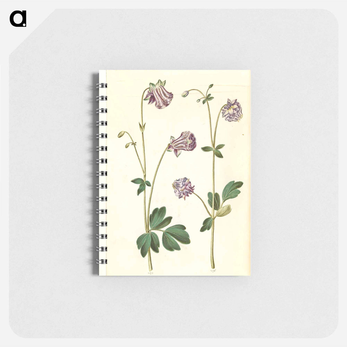 アートメモ帳-Aquilegia vulgaris
 - マリア ジビーラ メーリアン Memo.