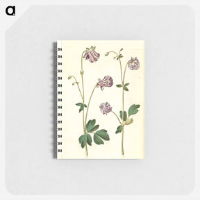 アートメモ帳-Aquilegia vulgaris
 - マリア ジビーラ メーリアン Memo.