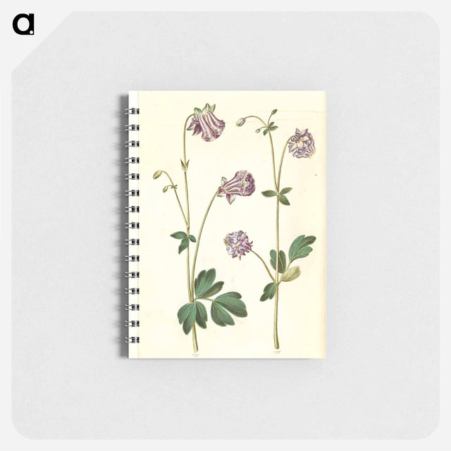 アートメモ帳-Aquilegia vulgaris
 - マリア ジビーラ メーリアン Memo.