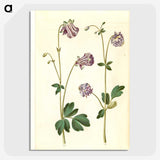 3-10_Maria-Sibylla-Merian_picture-crop