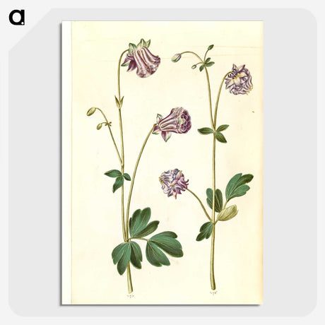 3-10_Maria-Sibylla-Merian_picture-crop