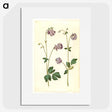 3-10_Maria-Sibylla-Merian_picture