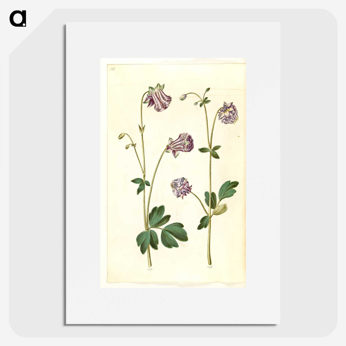 3-10_Maria-Sibylla-Merian_picture