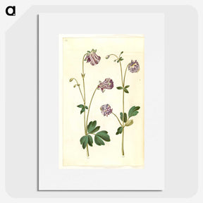 3-10_Maria-Sibylla-Merian_picture