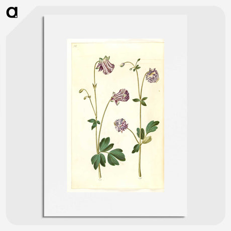 3-10_Maria-Sibylla-Merian_picture