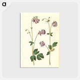 アートポストカード-Aquilegia vulgaris
 - マリア ジビーラ メーリアン Postcard.