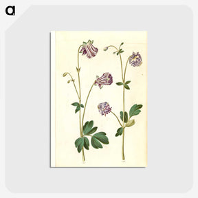 3-10_Maria-Sibylla-Merian_postcard