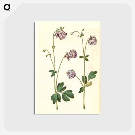 アートポストカード-Aquilegia vulgaris
 - マリア ジビーラ メーリアン Postcard.