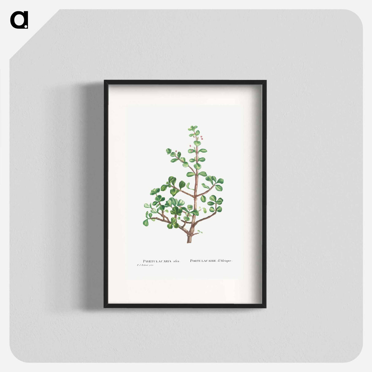 Portulacaria Afra (Elephant Bush) - Pierre Joseph Redouté Poster.