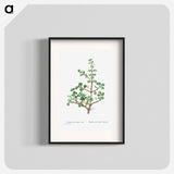 Portulacaria Afra (Elephant Bush) - Pierre Joseph Redouté Poster.