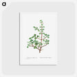 アートポストカード-Portulacaria Afra (Elephant Bush) - ピエール ジョゼフ ルドゥーテ Postcard.