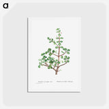 アートポストカード-Portulacaria Afra (Elephant Bush) - ピエール ジョゼフ ルドゥーテ Postcard.