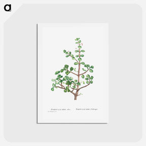 アートポストカード-Portulacaria Afra (Elephant Bush) - ピエール ジョゼフ ルドゥーテ Postcard.