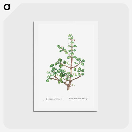 アートポストカード-Portulacaria Afra (Elephant Bush) - ピエール ジョゼフ ルドゥーテ Postcard.