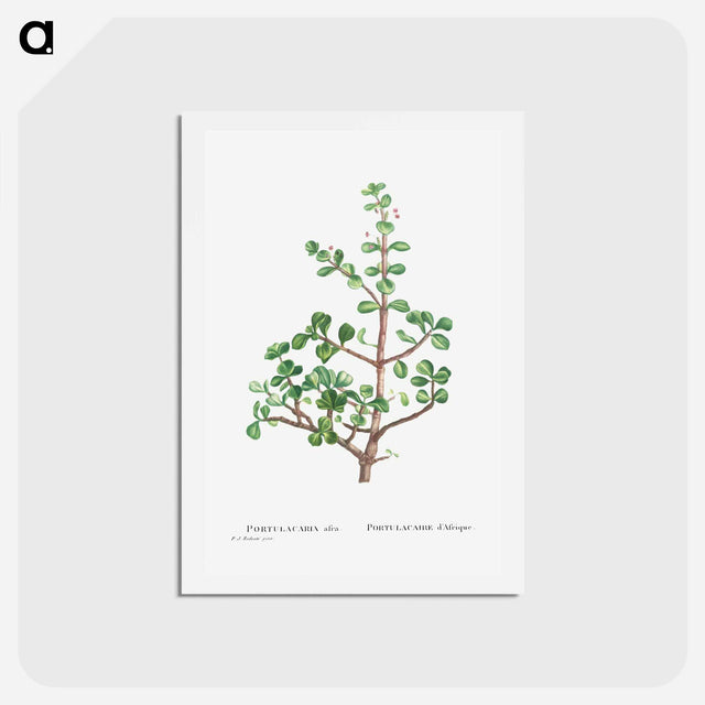 アートポストカード-Portulacaria Afra (Elephant Bush) - ピエール ジョゼフ ルドゥーテ Postcard.