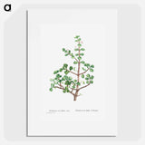 Portulacaria Afra (Elephant Bush) - ピエール ジョゼフ ルドゥーテ Poster.