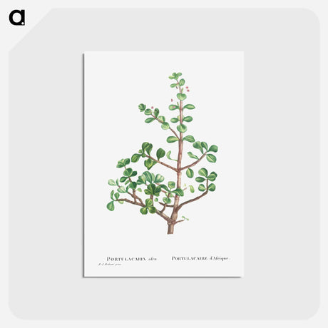 アートポストカード-Portulacaria Afra (Elephant Bush) - ピエール ジョゼフ ルドゥーテ Postcard.