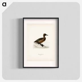 アートポスター-Ferruginous Duck
 - スヴェンスカ フォグラル Poster.