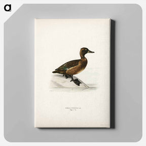 アートパネル-Ferruginous Duck
 - スヴェンスカ フォグラル Canvas.