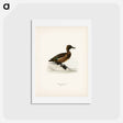 アートポストカード-Ferruginous Duck
 - スヴェンスカ フォグラル Postcard.