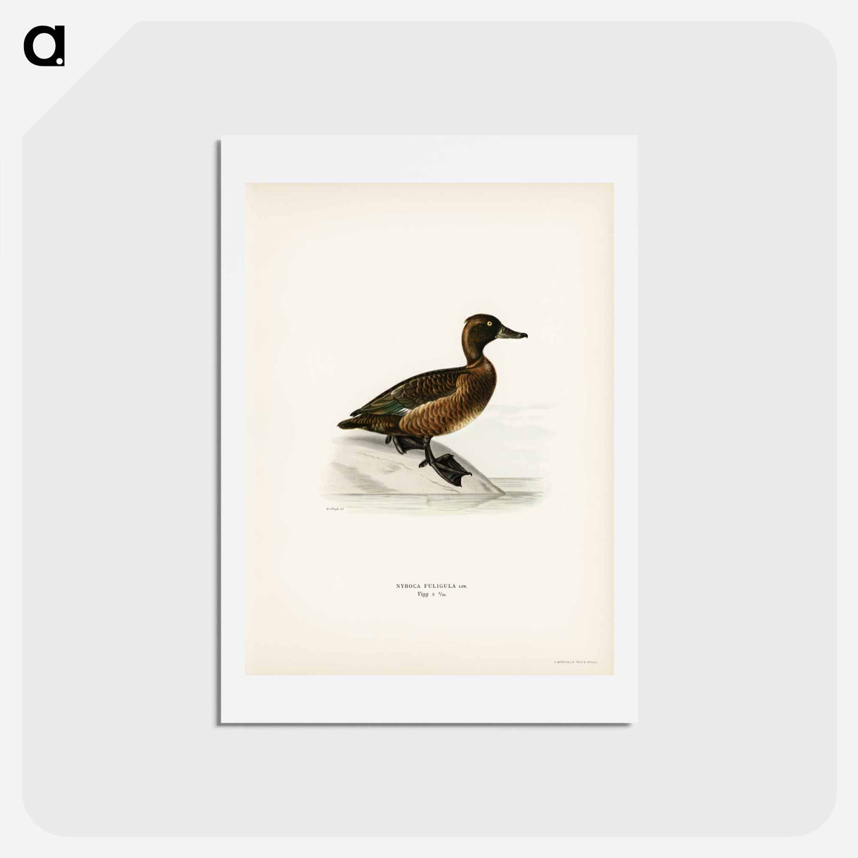 アートポストカード-Ferruginous Duck
 - スヴェンスカ フォグラル Postcard.