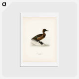 アートポストカード-Ferruginous Duck
 - スヴェンスカ フォグラル Postcard.