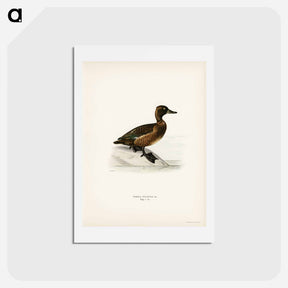 アートポストカード-Ferruginous Duck
 - スヴェンスカ フォグラル Postcard.