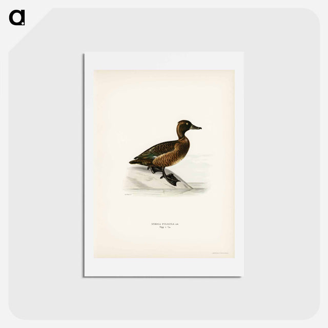 アートポストカード-Ferruginous Duck
 - スヴェンスカ フォグラル Postcard.