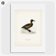 3-10_Svenska-Faglar_picture