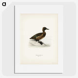 3-10_Svenska-Faglar_picture