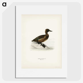 3-10_Svenska-Faglar_picture