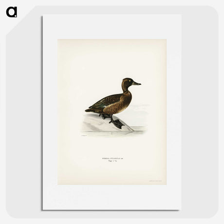 3-10_Svenska-Faglar_picture