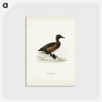 3-10_Svenska-Faglar_postcard