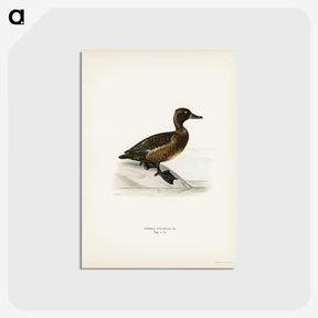 3-10_Svenska-Faglar_postcard