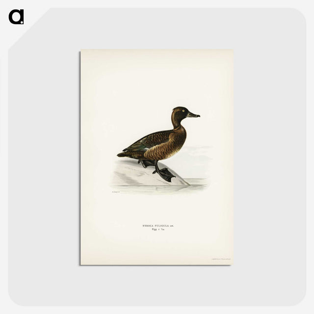 3-10_Svenska-Faglar_postcard