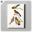 アートパネル-Evening Grosbeak and Spotted Grosbeak from Birds of America
 - アメリカの鳥たち Canvas.
