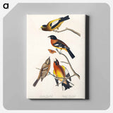 アートパネル-Evening Grosbeak and Spotted Grosbeak from Birds of America
 - アメリカの鳥たち Canvas.