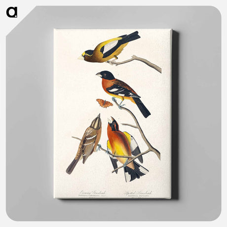 アートパネル-Evening Grosbeak and Spotted Grosbeak from Birds of America
 - アメリカの鳥たち Canvas.