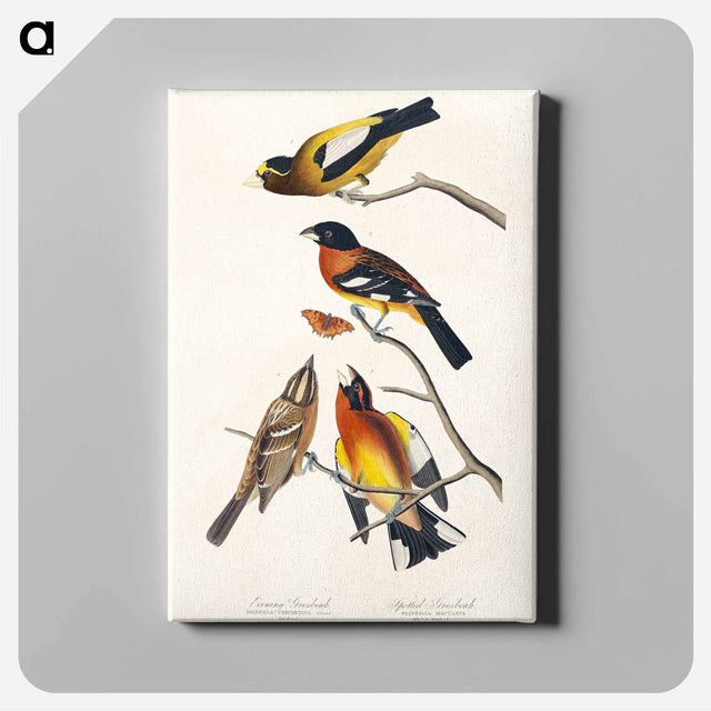 アートパネル-Evening Grosbeak and Spotted Grosbeak from Birds of America
 - アメリカの鳥たち Canvas.