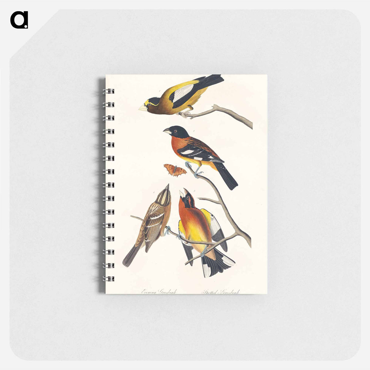 アートメモ帳-Evening Grosbeak and Spotted Grosbeak from Birds of America
 - アメリカの鳥たち Memo.