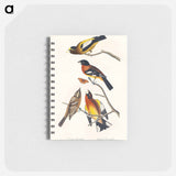 アートメモ帳-Evening Grosbeak and Spotted Grosbeak from Birds of America
 - アメリカの鳥たち Memo.