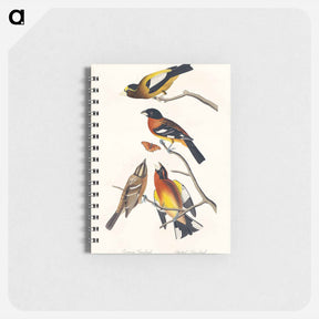 アートメモ帳-Evening Grosbeak and Spotted Grosbeak from Birds of America
 - アメリカの鳥たち Memo.