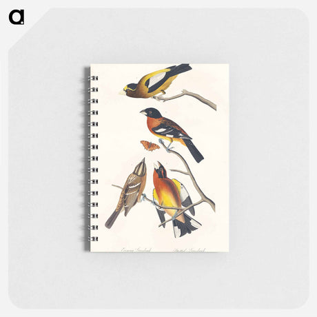 アートメモ帳-Evening Grosbeak and Spotted Grosbeak from Birds of America
 - アメリカの鳥たち Memo.