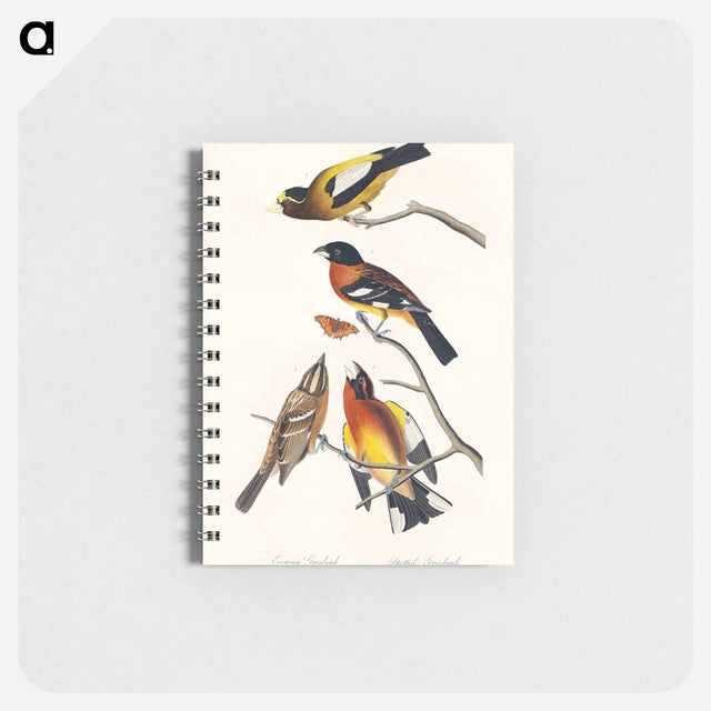 アートメモ帳-Evening Grosbeak and Spotted Grosbeak from Birds of America
 - アメリカの鳥たち Memo.