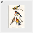 アートポストカード-Evening Grosbeak and Spotted Grosbeak from Birds of America
 - アメリカの鳥たち Postcard.