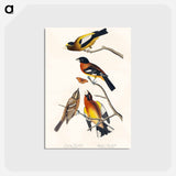 アートポストカード-Evening Grosbeak and Spotted Grosbeak from Birds of America
 - アメリカの鳥たち Postcard.