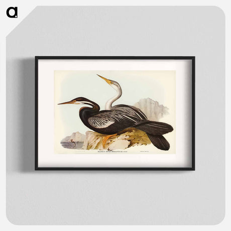 アートポスター-New Holland Darter
- オーストラリアの鳥 Poster.
