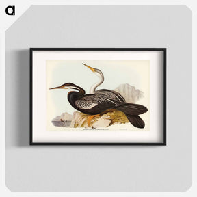 アートポスター-New Holland Darter
 - オーストラリアの鳥 Poster.
