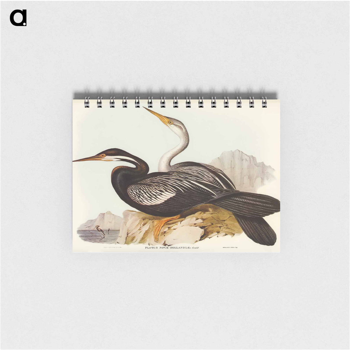 アートメモ帳-New Holland Darter
 - オーストラリアの鳥 Memo.